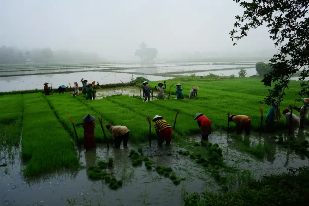 Petani Indonesia menanam padi di sawah hijau sebagai gambaran kehidupan ekonomi pedesaan yang didukung KUD